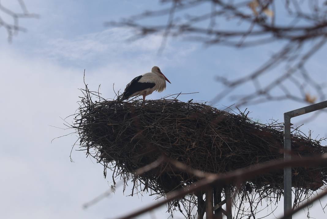 Karataylı leylekler yuvalarına döndü 6